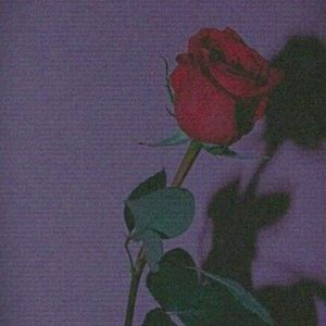 Meet your Posher, Liz